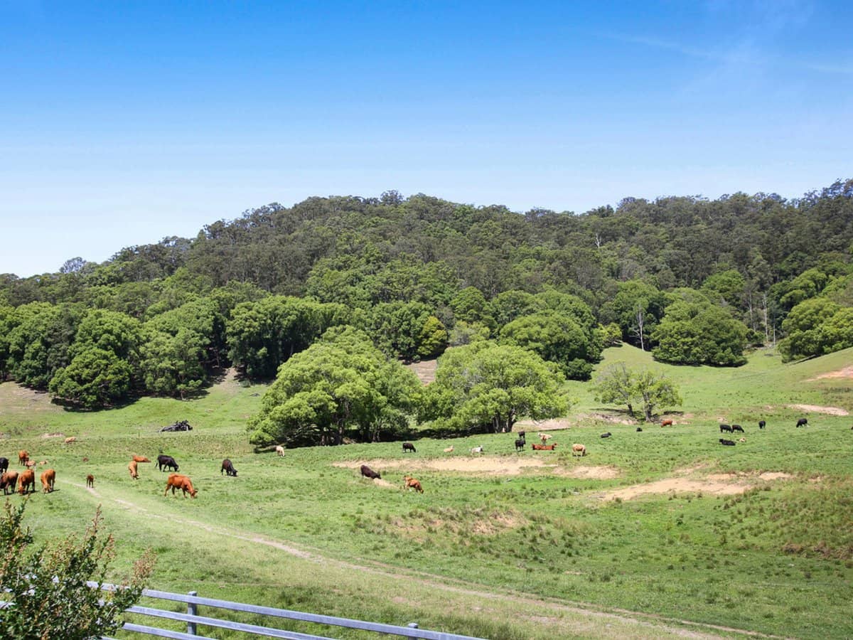 1039 Currumbin Creek Road, Currumbin Valley - Thumbnail 11