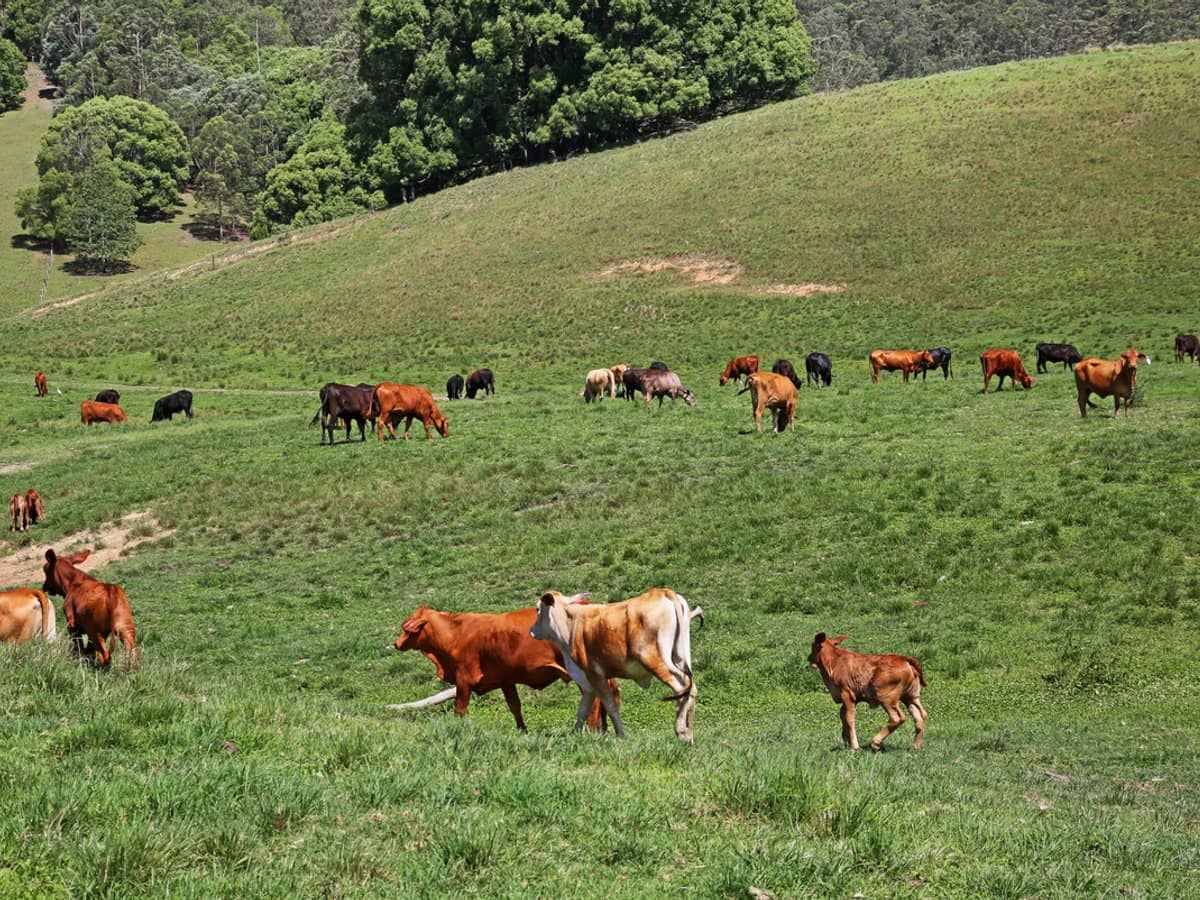 1039 Currumbin Creek Road, Currumbin Valley - Thumbnail 26