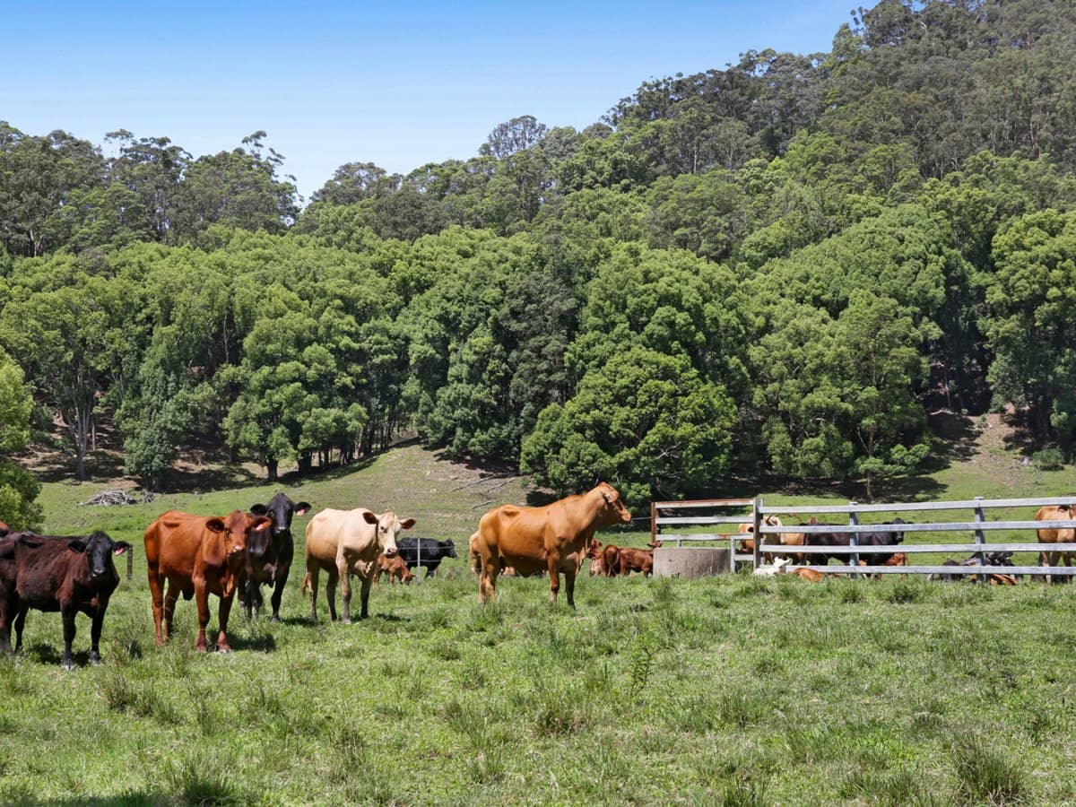 1039 Currumbin Creek Road, Currumbin Valley - Thumbnail 5
