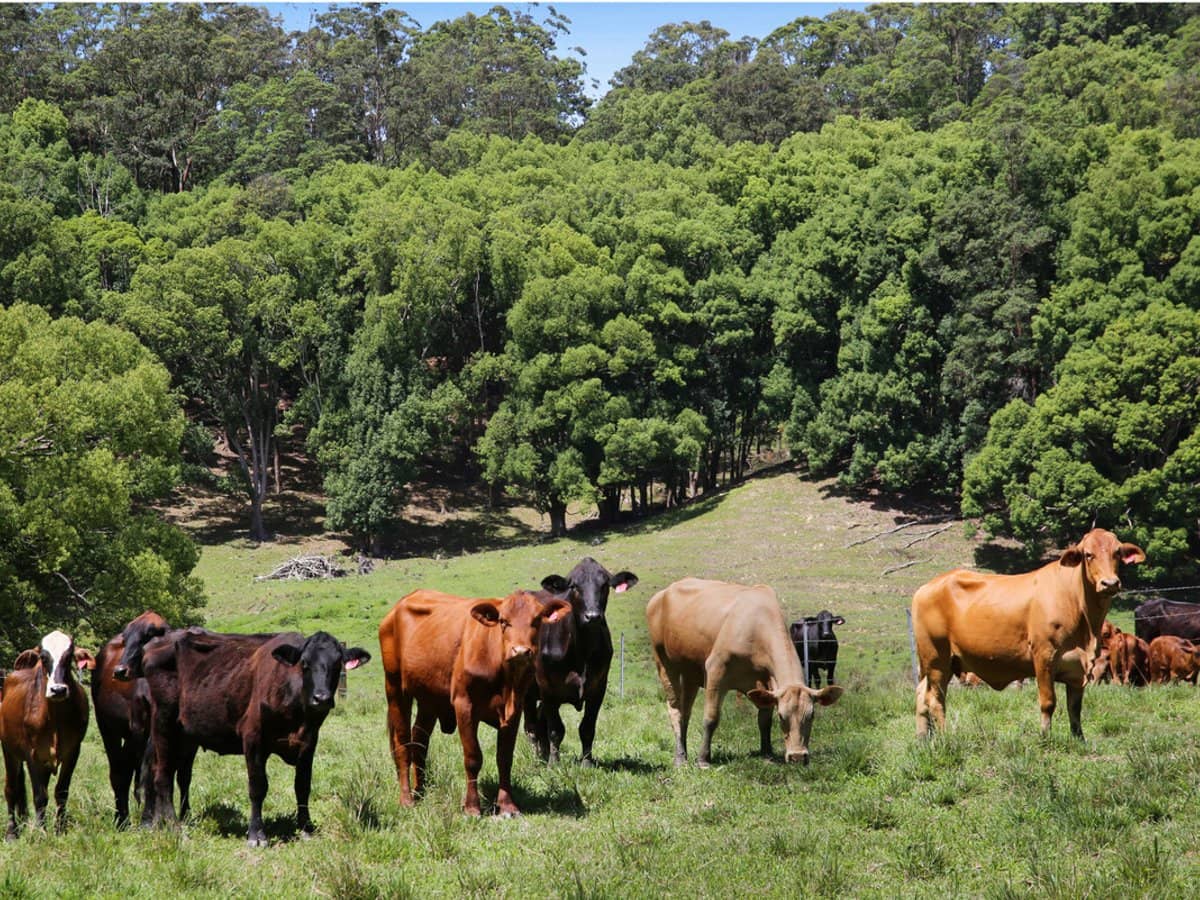 1039 Currumbin Creek Road, Currumbin Valley - Thumbnail 6