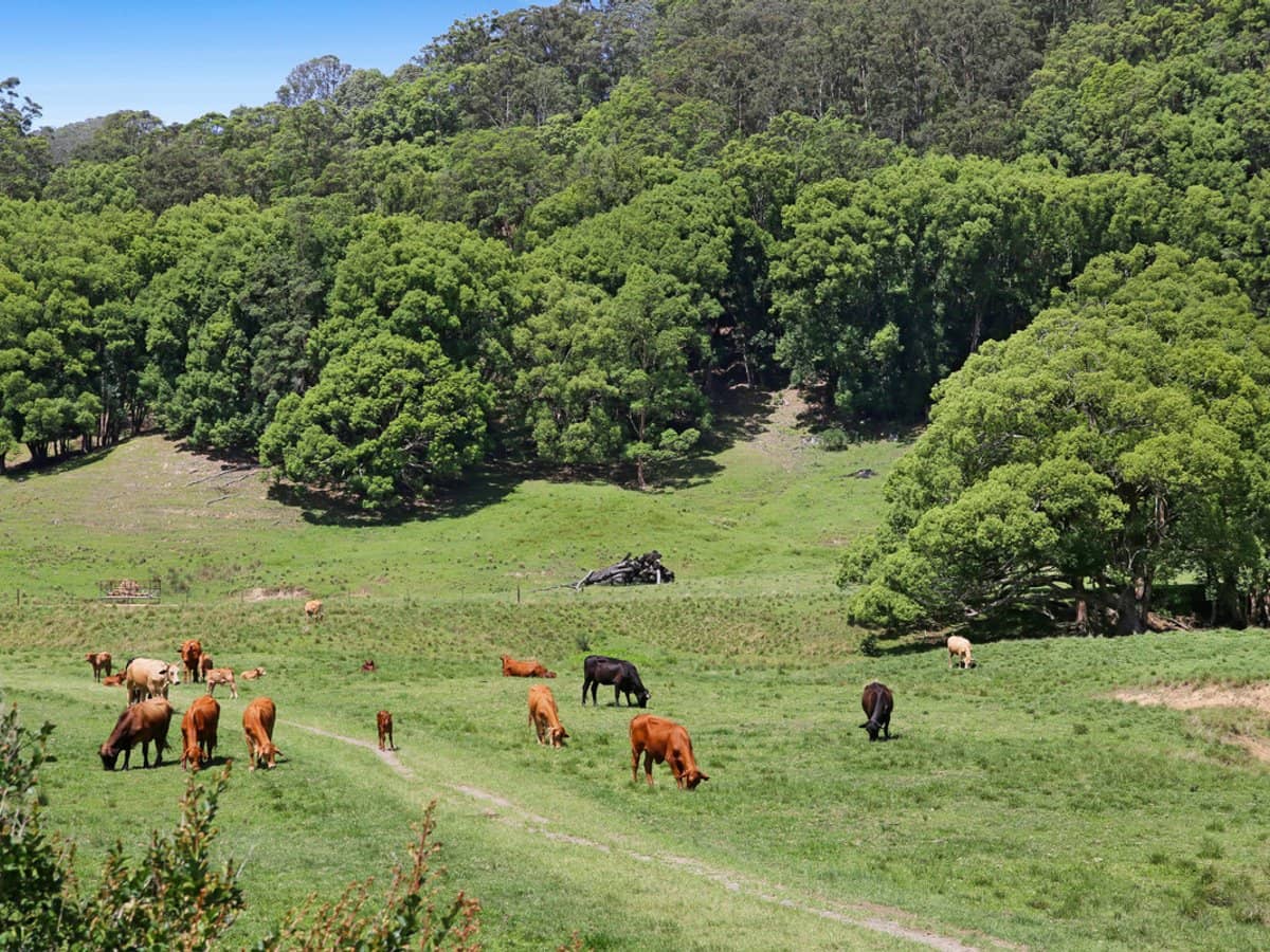 1039 Currumbin Creek Road, Currumbin Valley - Thumbnail 12