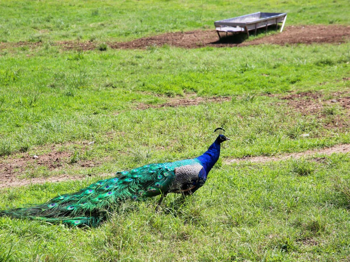 1039 Currumbin Creek Road, Currumbin Valley - Thumbnail 25