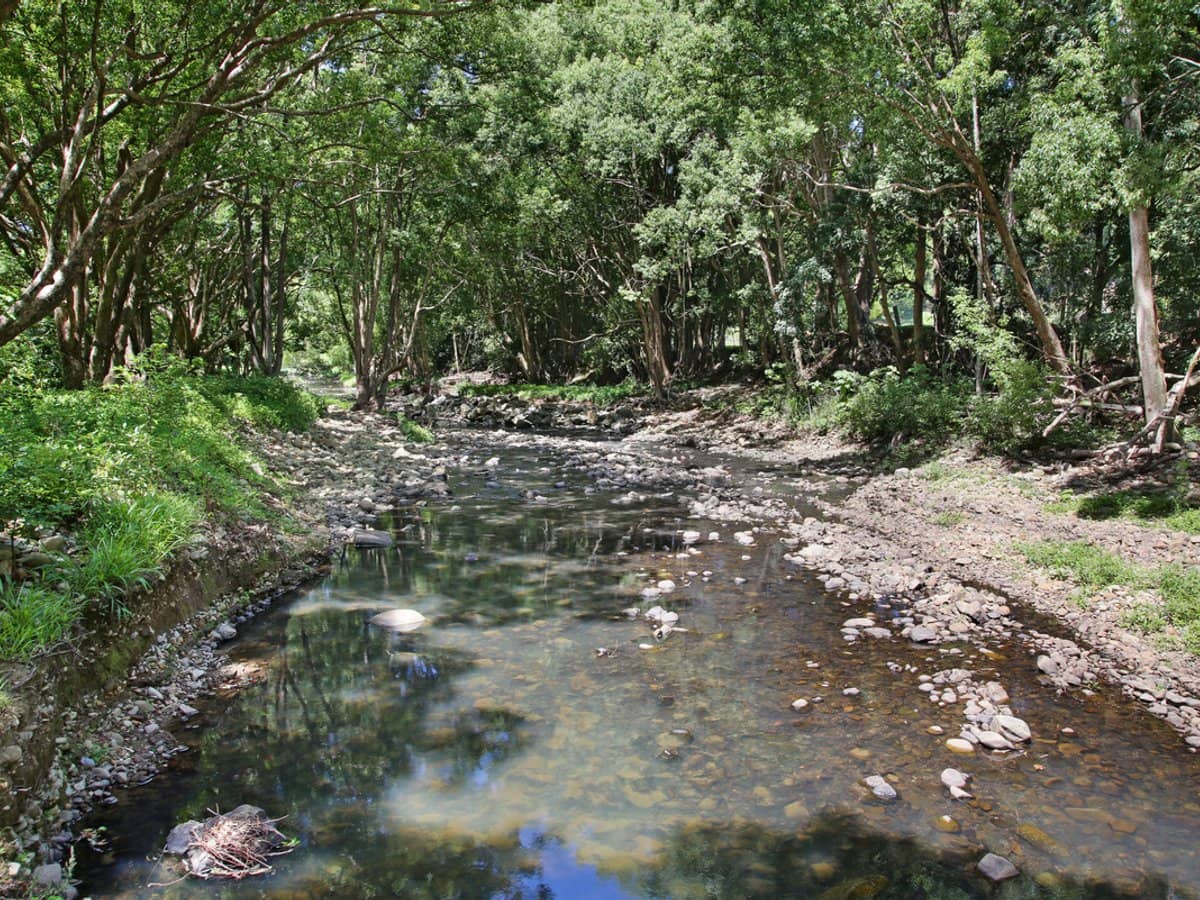 1039 Currumbin Creek Road, Currumbin Valley - Thumbnail 28