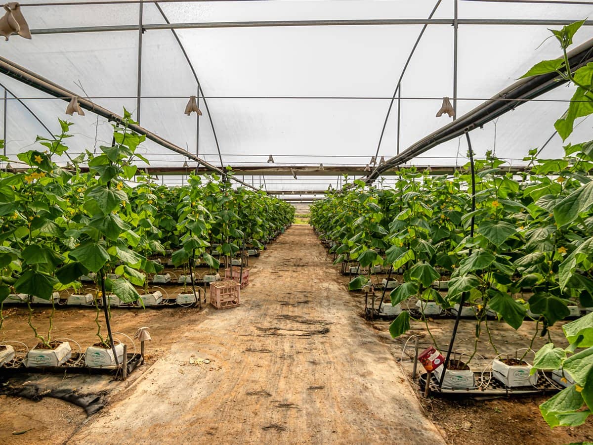 514 Clarendon Road, CLARENDON - Thumbnail 12