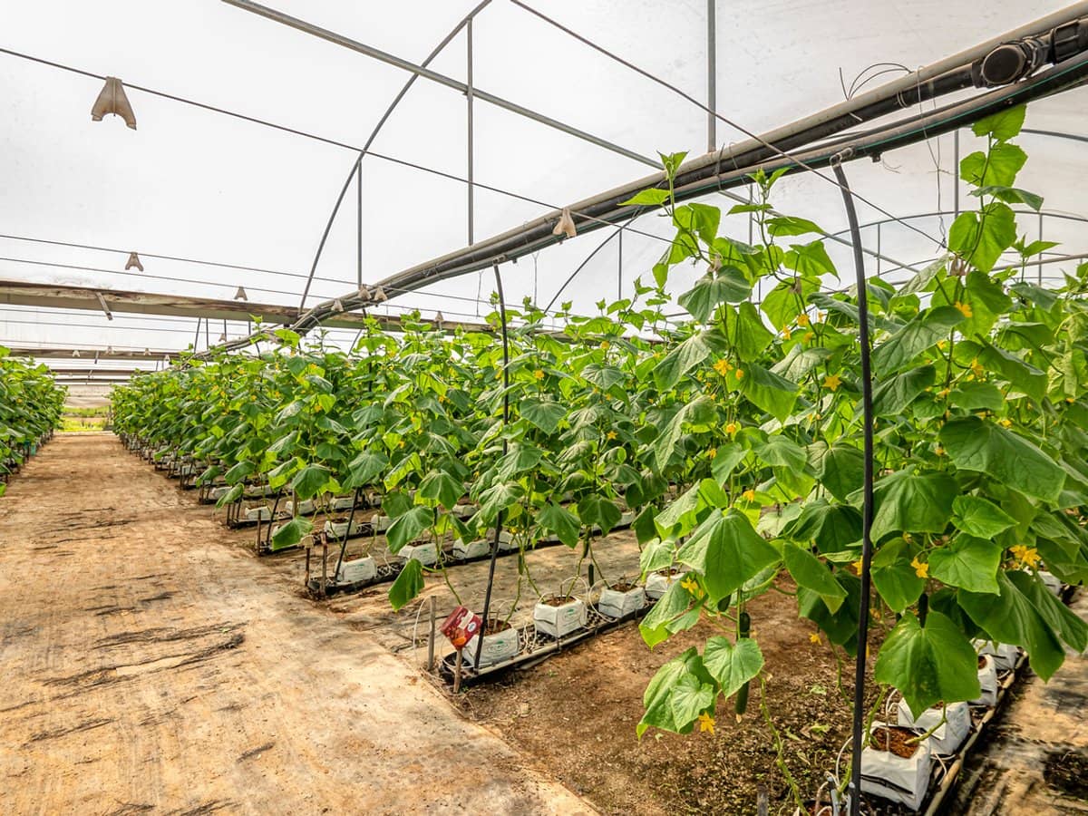 514 Clarendon Road, CLARENDON - Thumbnail 18