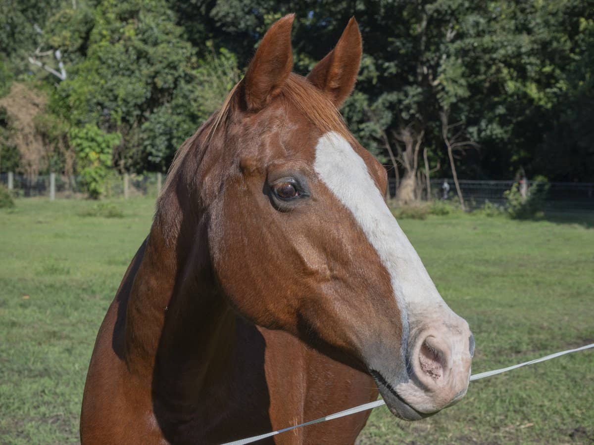 2368 Beaudesert-Nerang Road, CANUNGRA - Thumbnail 5