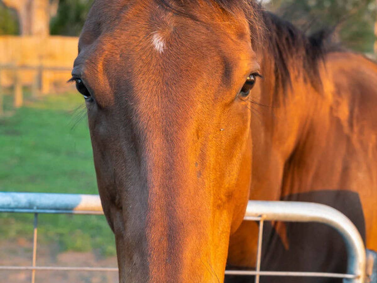 72-96 Tamborine Street, JIMBOOMBA - Thumbnail 19