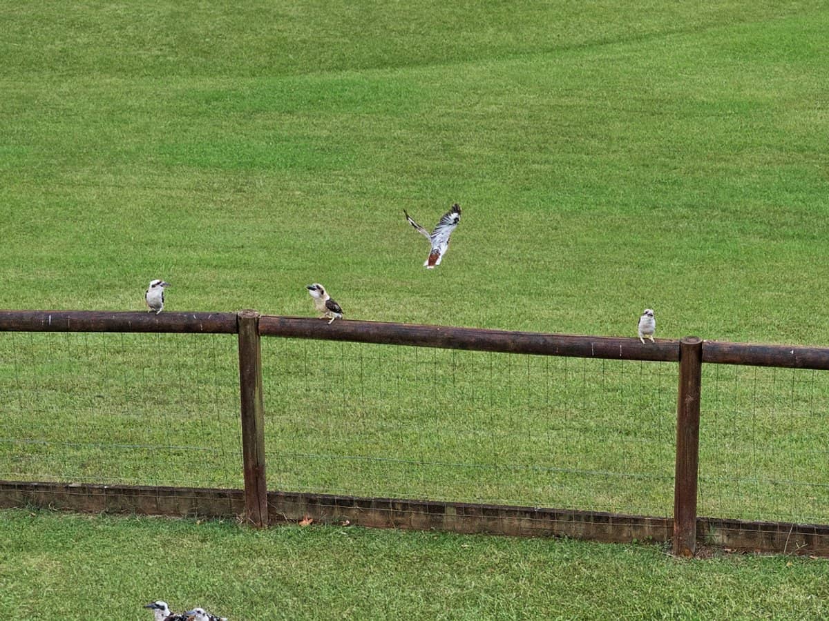 17 Timberview Drive, WONGAWALLAN - Thumbnail 29