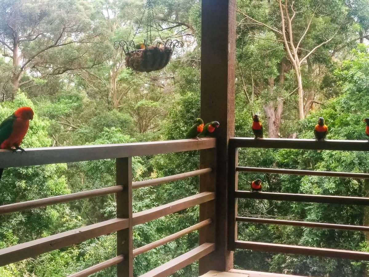 187 Forestry Road, Mount Nebo - Thumbnail 9