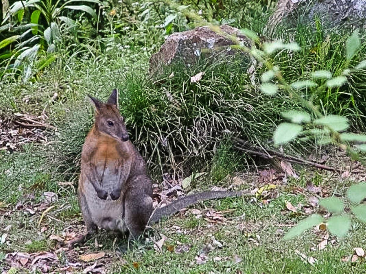 187 Forestry Road, Mount Nebo - Thumbnail 20