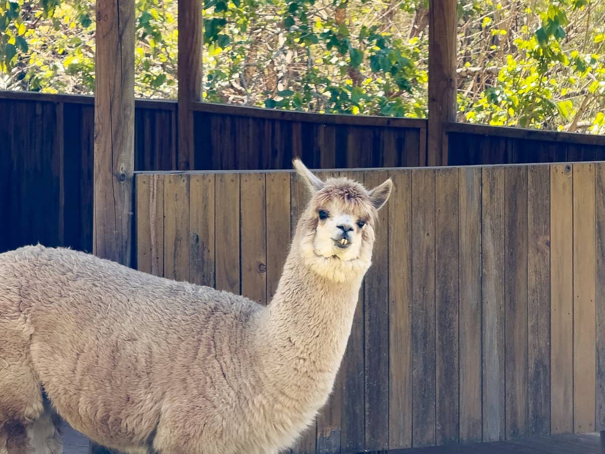 4 Alpine Drive, Draper - Thumbnail 12