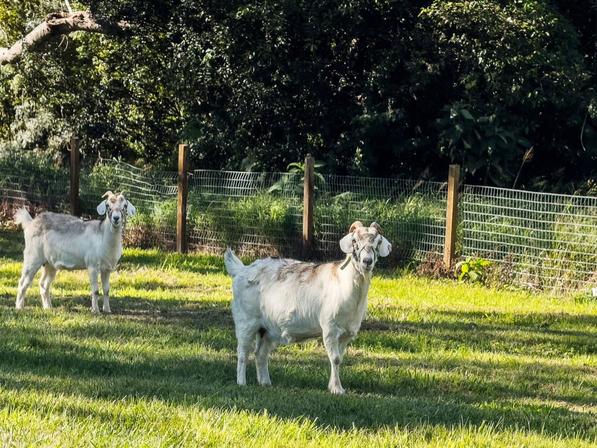 66 Morrison Road, Cedar Creek - Thumbnail 4