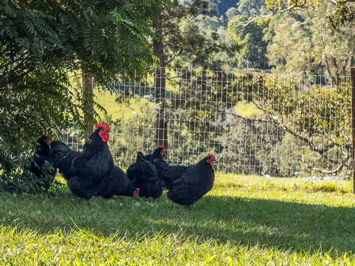 66 Morrison Road, Cedar Creek - Thumbnail 5