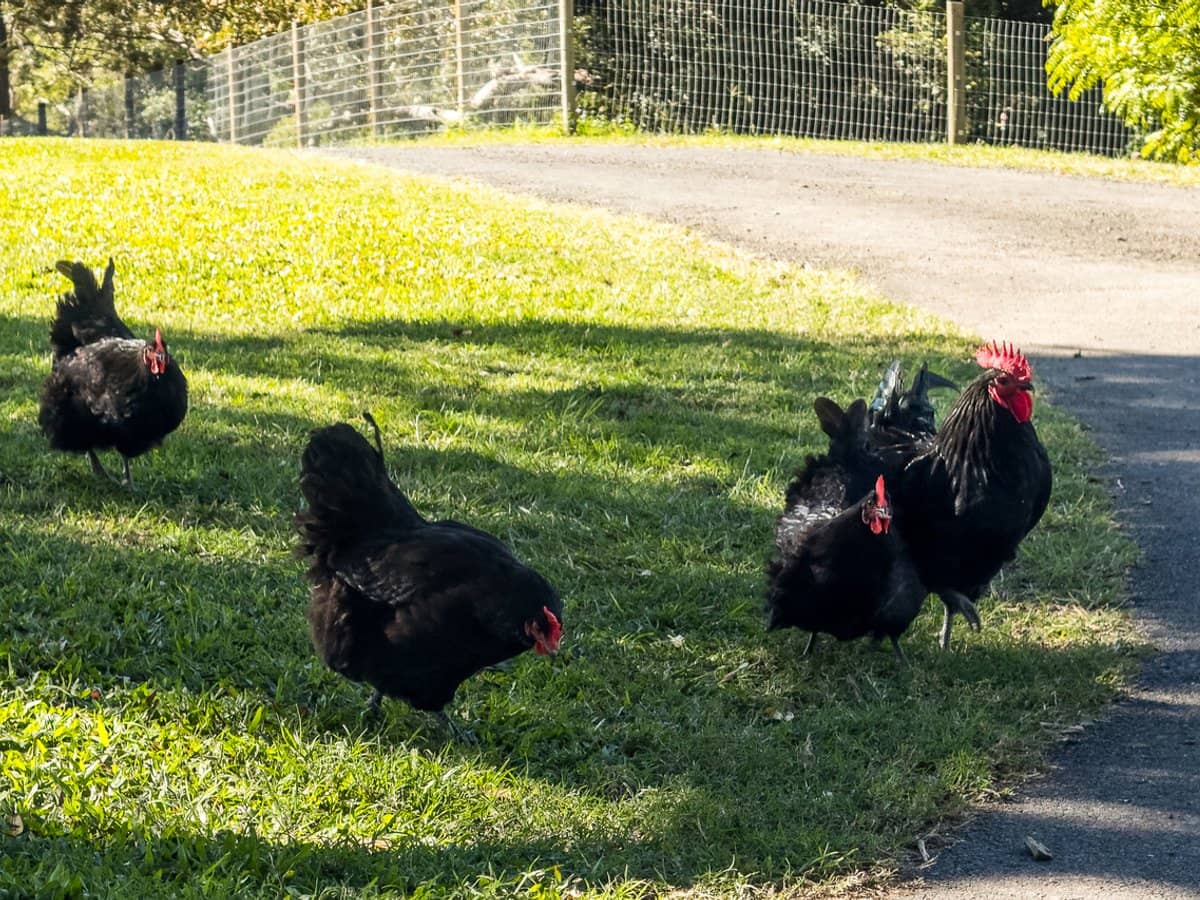 66 Morrison Road, Cedar Creek - Thumbnail 22