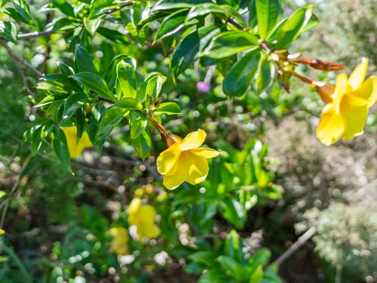 124 Sandy Camp Road, WYNNUM WEST - Thumbnail 11