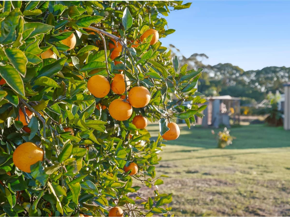 26 Crittenden Road, GLASS HOUSE MOUNTAINS - Thumbnail 15