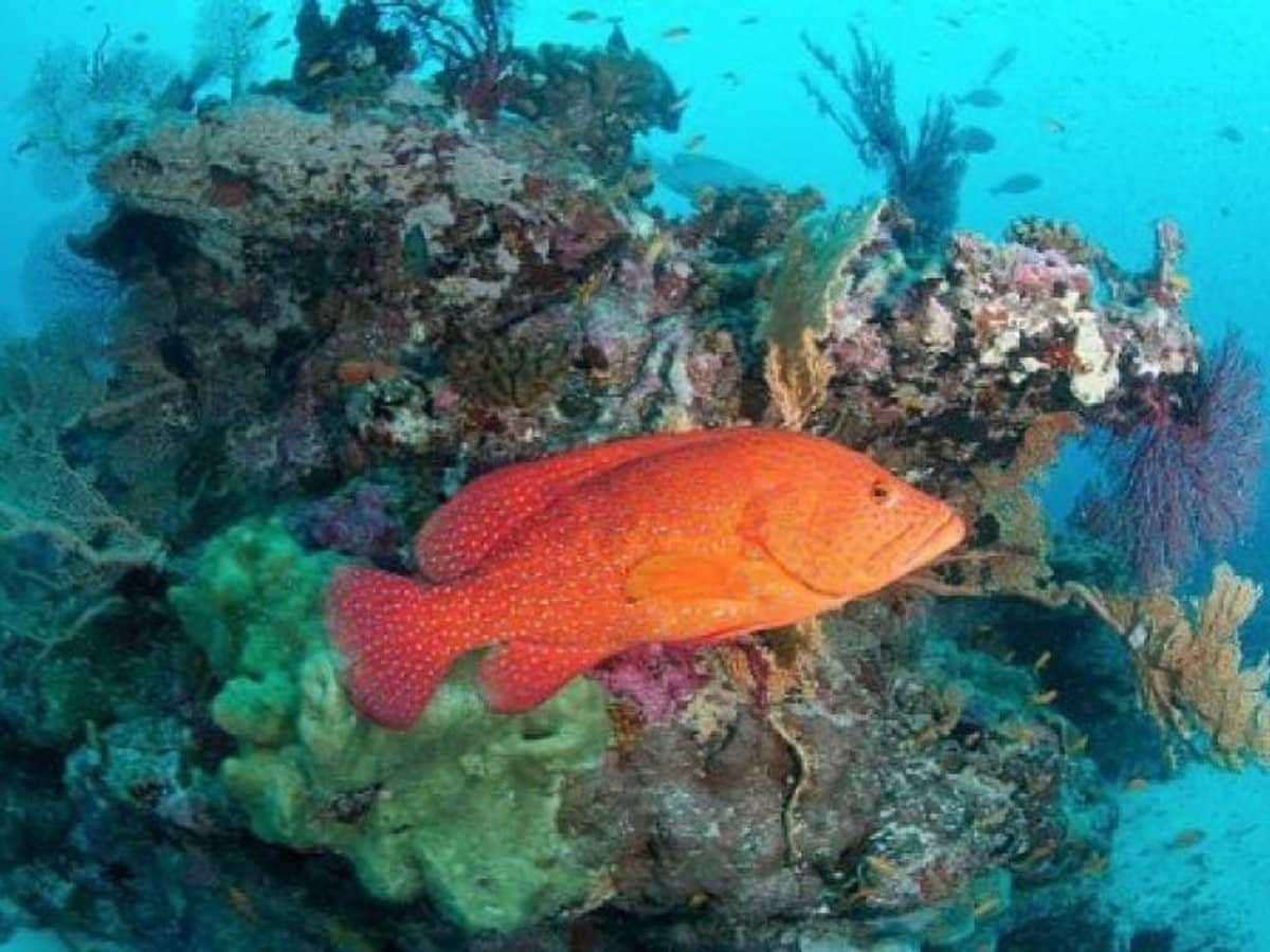 6 Lockhart River Road, Iron Range - Thumbnail 28