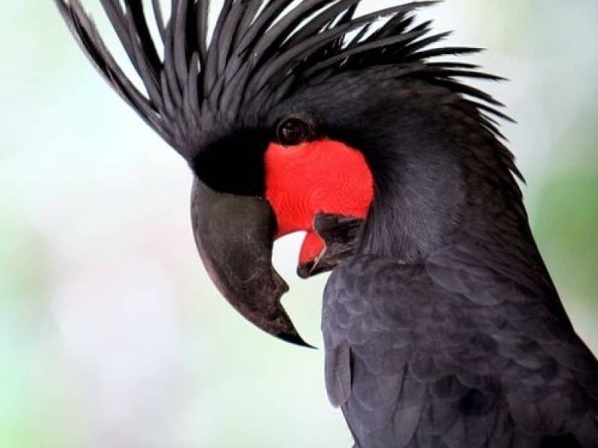 6 Lockhart River Road, Iron Range - Thumbnail 31