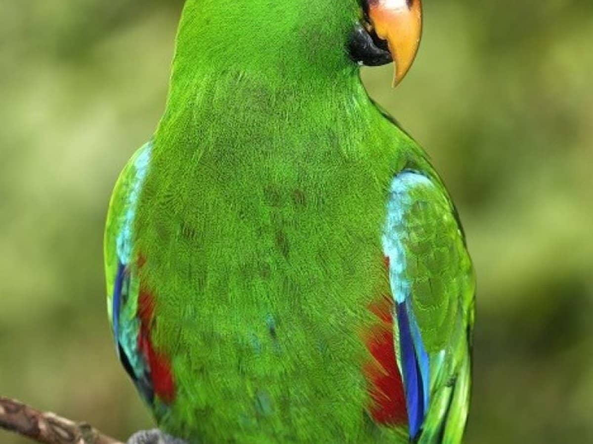 6 Lockhart River Road, Iron Range - Thumbnail 33