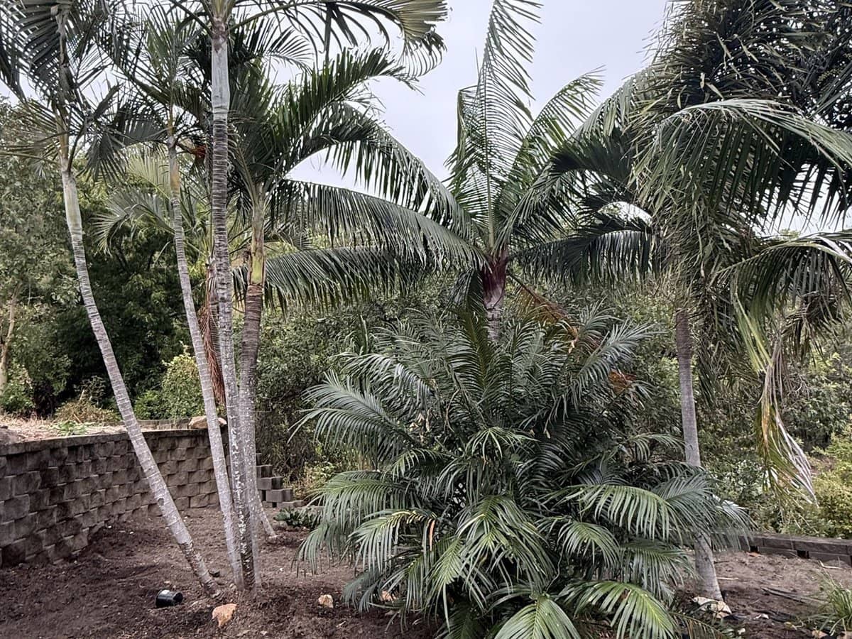 7 Mont Blanc Place, Mount Louisa - Thumbnail 6