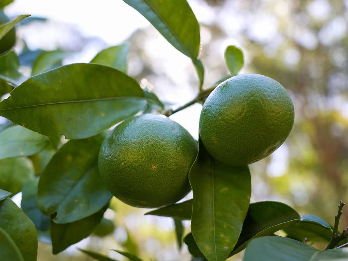 252 Jones Road, Wooyung - Thumbnail 11