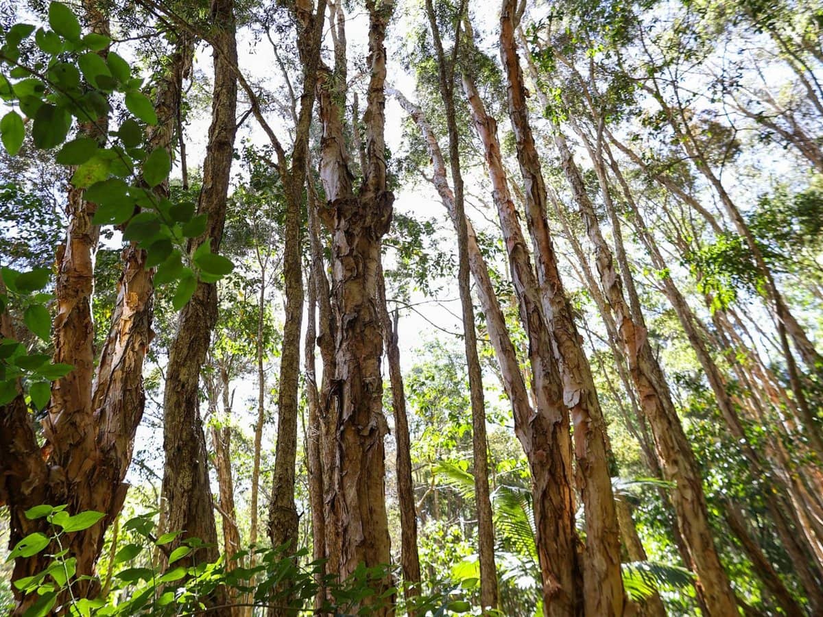 252 Jones Road, Wooyung - Thumbnail 14