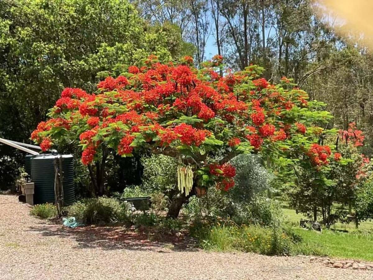 13-15 Bunya Court, Cedar Vale - Thumbnail 14