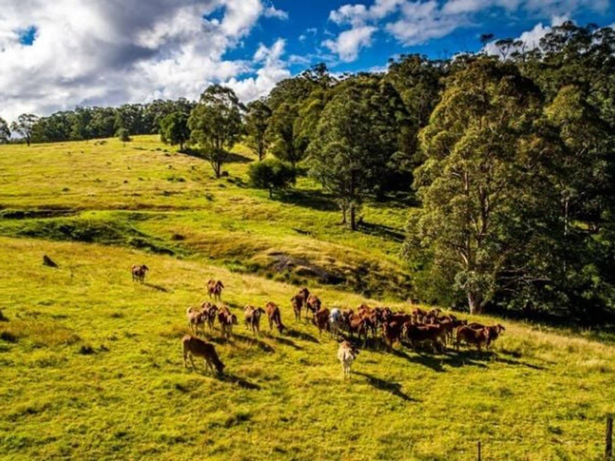 224 Wallaroo Range Road, Willsons Downfall - Thumbnail 21