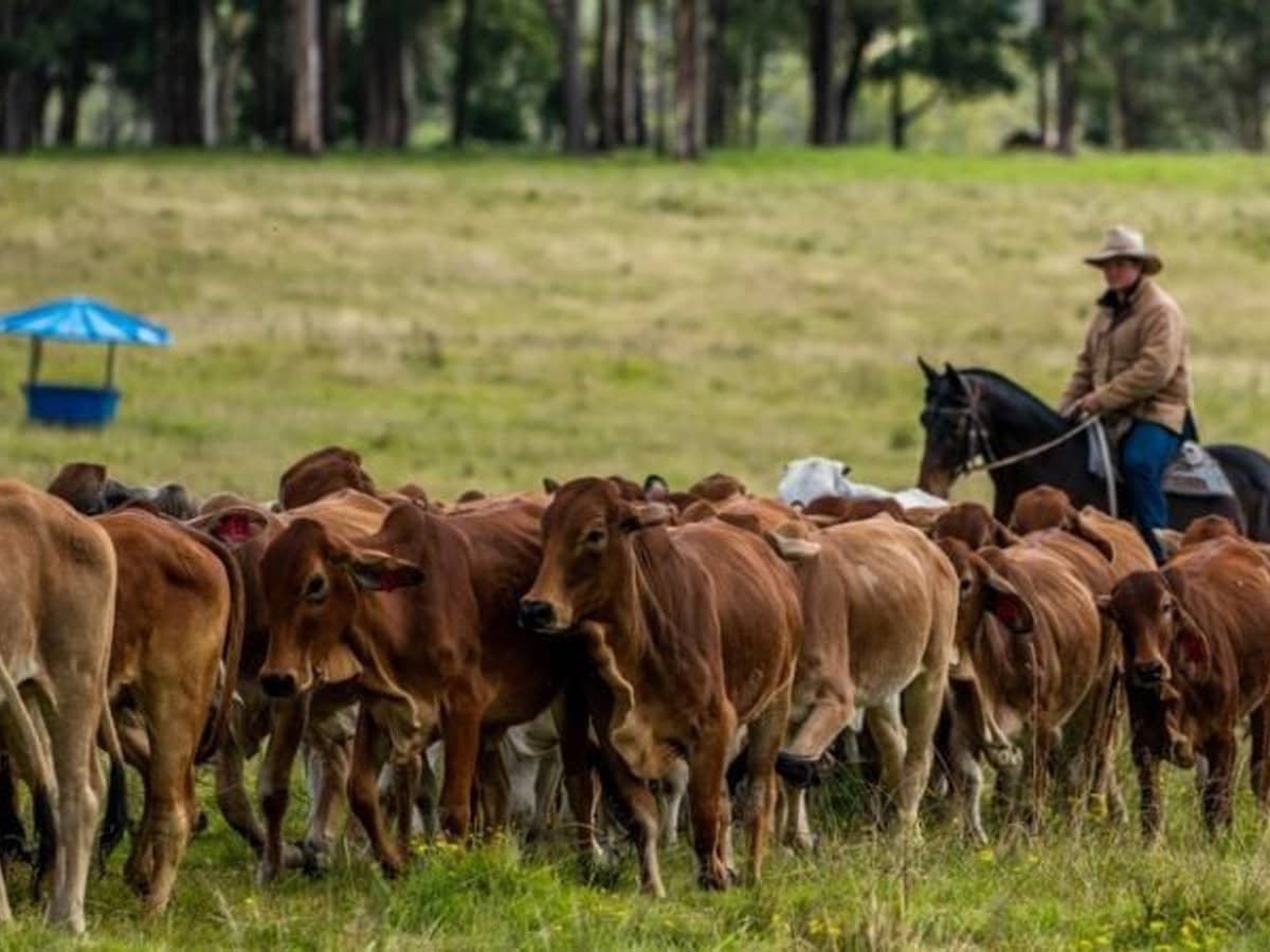 224 Wallaroo Range Road, Willsons Downfall - Thumbnail 25