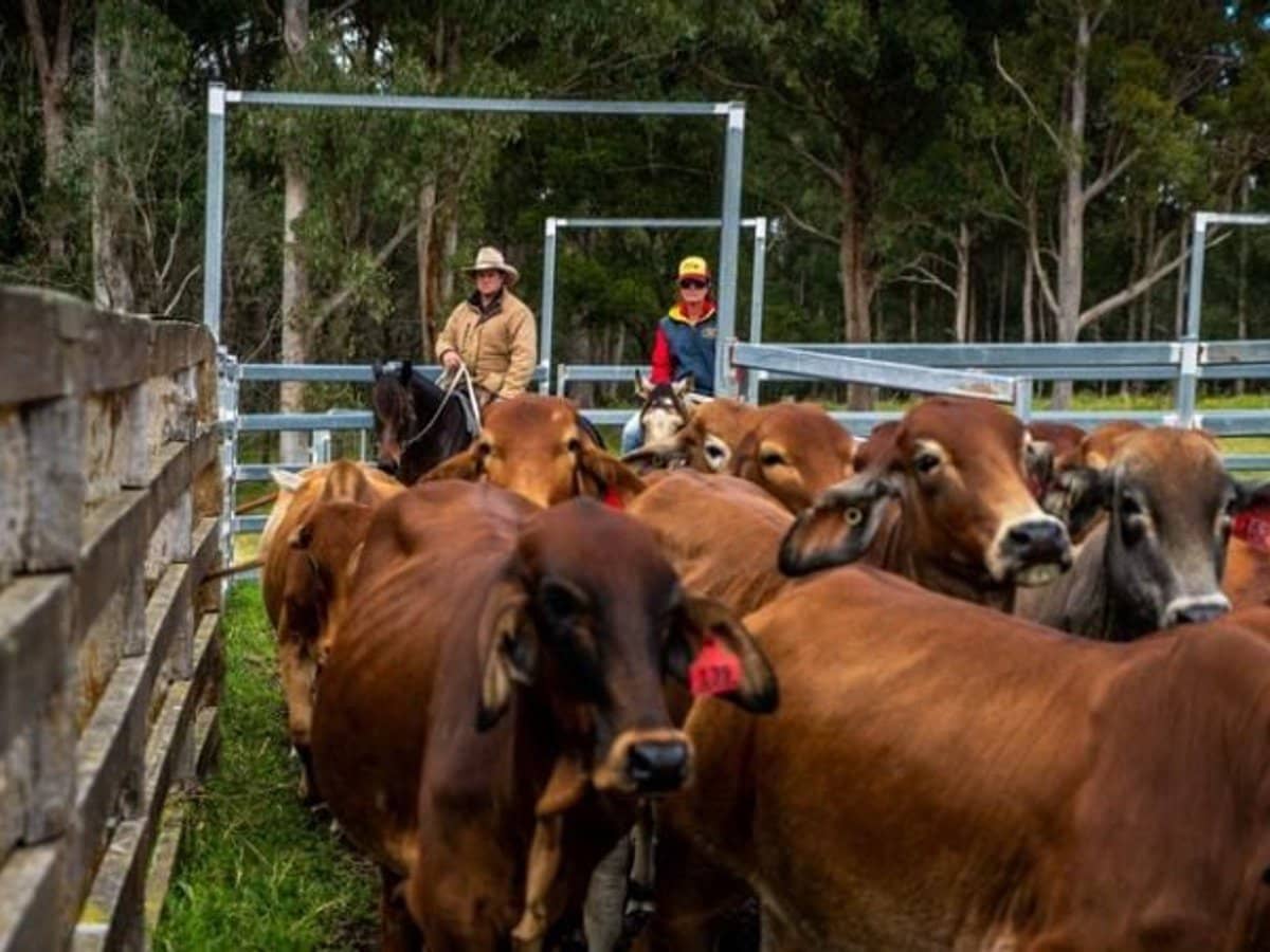 224 Wallaroo Range Road, Willsons Downfall - Thumbnail 27