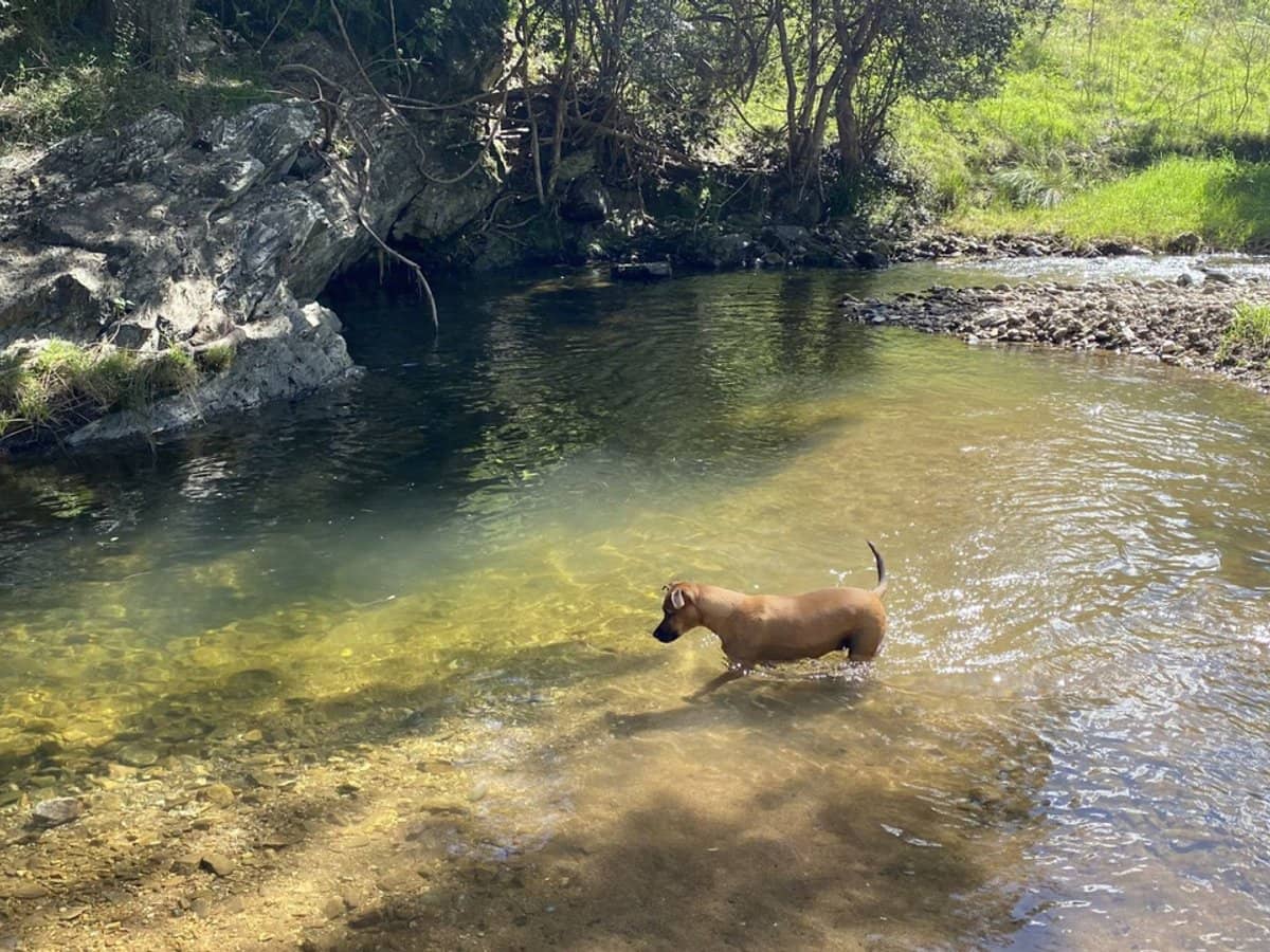 Lots 28 & 52/2685 Enfield Range Road, Cooplacurripa - Thumbnail 6