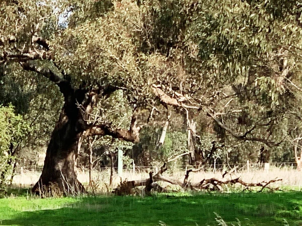 18a Heathcote-Rochester Road, Bonn - Thumbnail 2