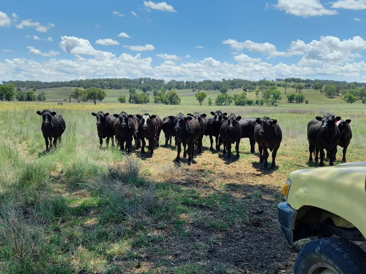 325 Toorawandi Road, Ulamambri - Thumbnail 2