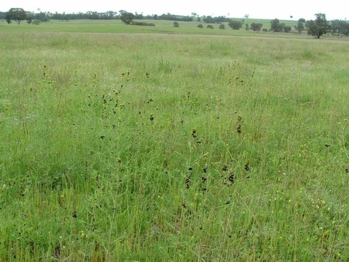 325 Toorawandi Road, Ulamambri - Thumbnail 9