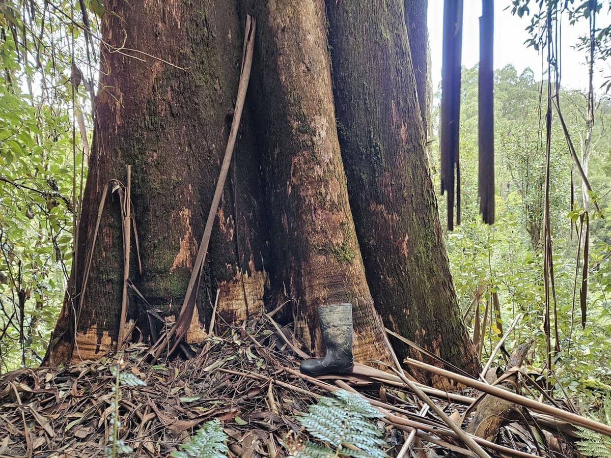 4355 Grand Ridge Road, Grand Ridge - Thumbnail 9