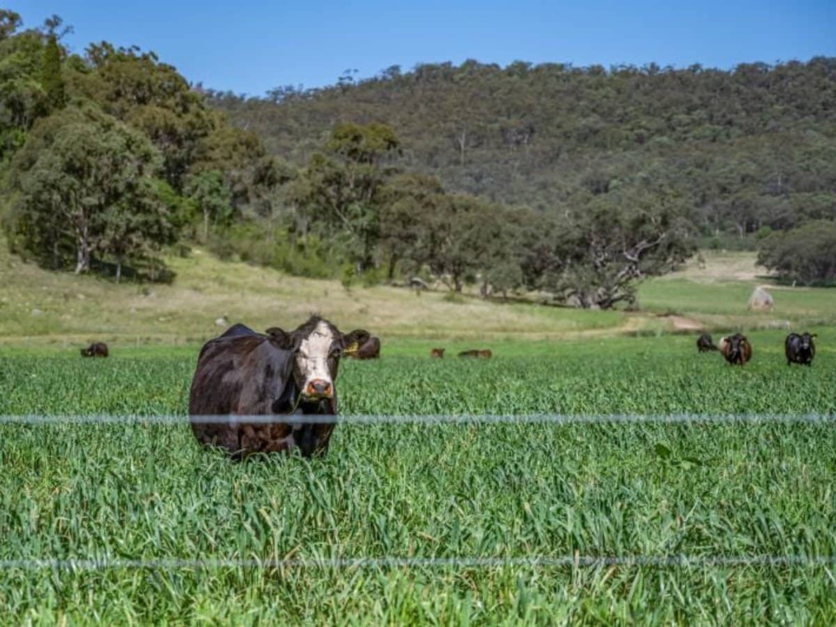 386 Ferndale Road, Yarrawa - Thumbnail 7