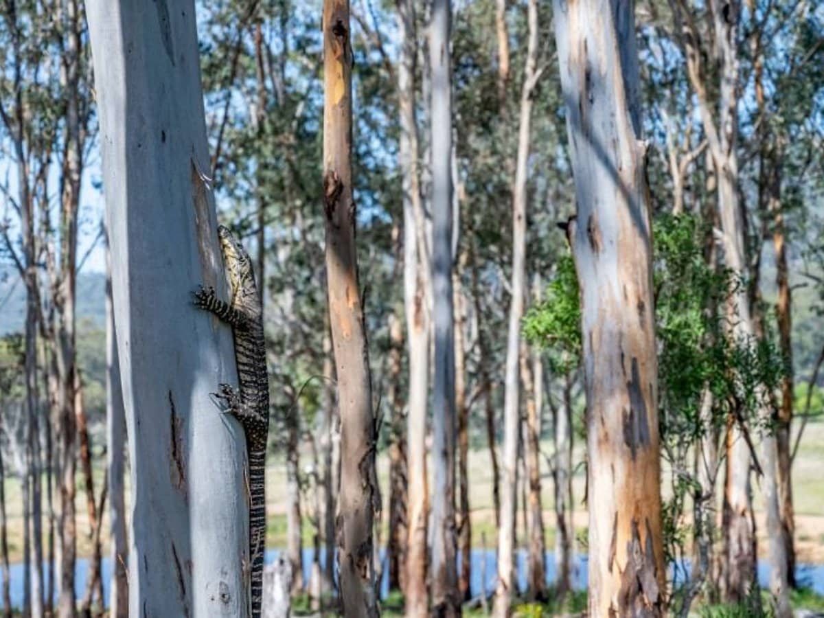 386 Ferndale Road, Yarrawa - Thumbnail 8