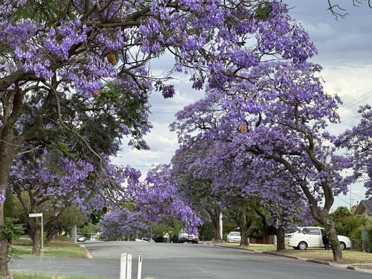 163 Larmer Street, Narrandera - Thumbnail 33