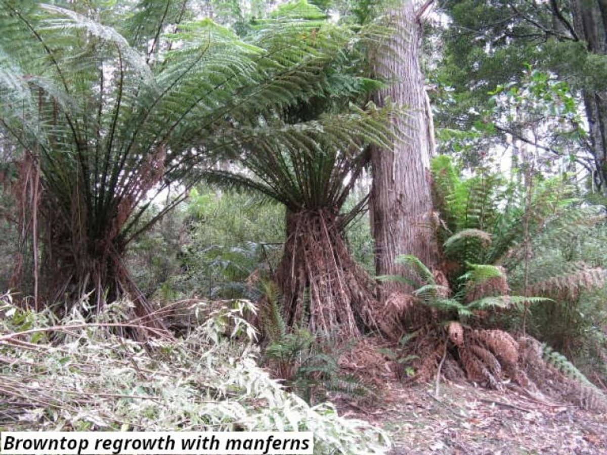 755 Lottah Road, Lottah - Thumbnail 5