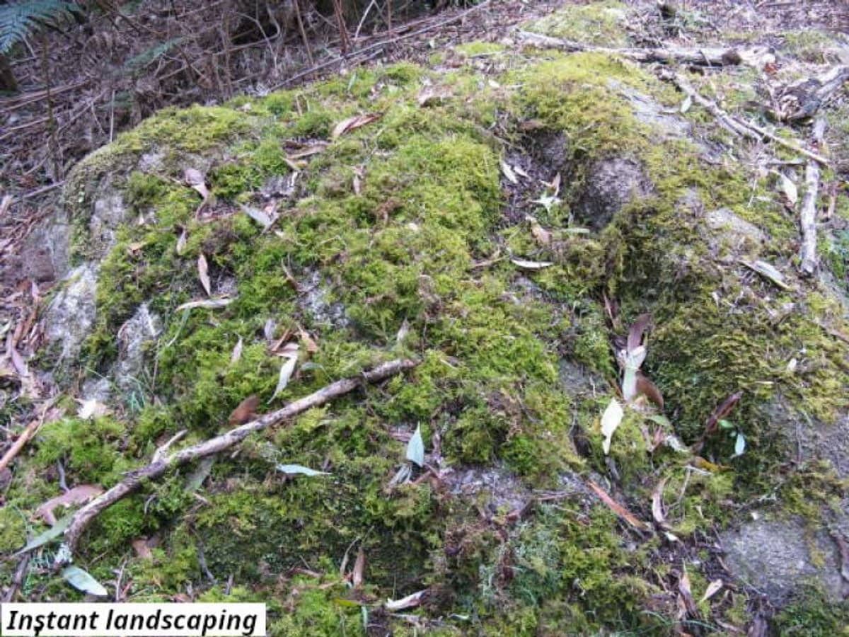 755 Lottah Road, Lottah - Thumbnail 6