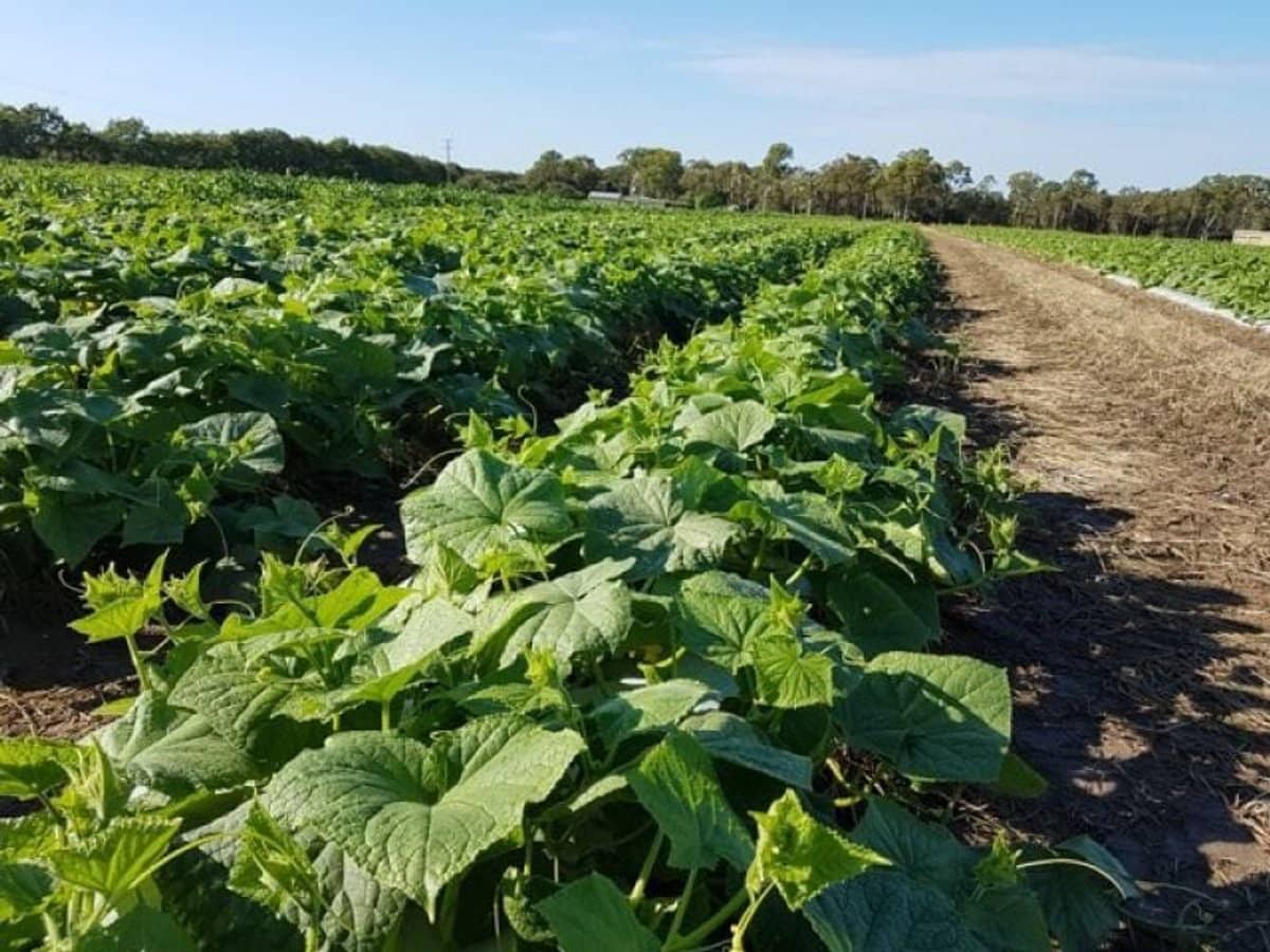 190 Riverview Road, Calavos - Thumbnail 1