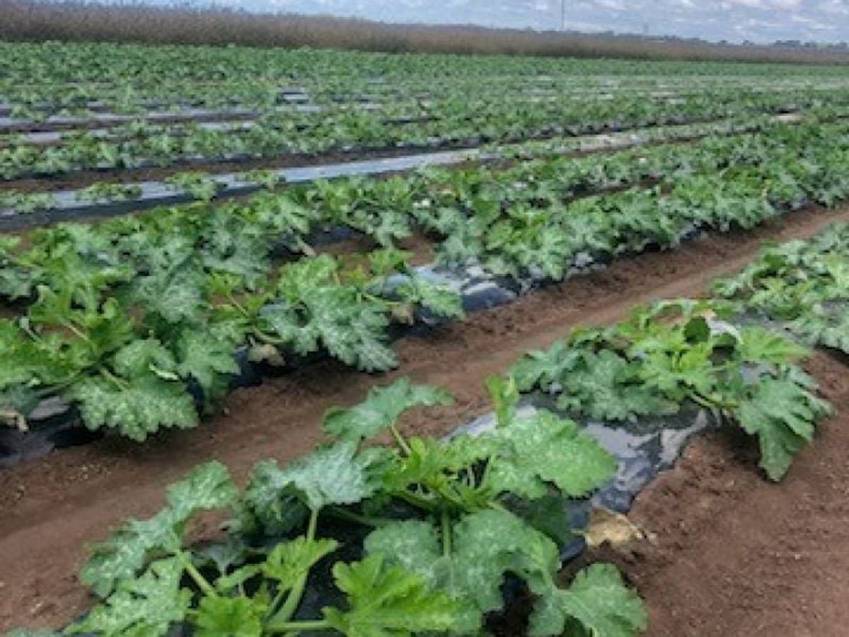 190 Riverview Road, Calavos - Thumbnail 3