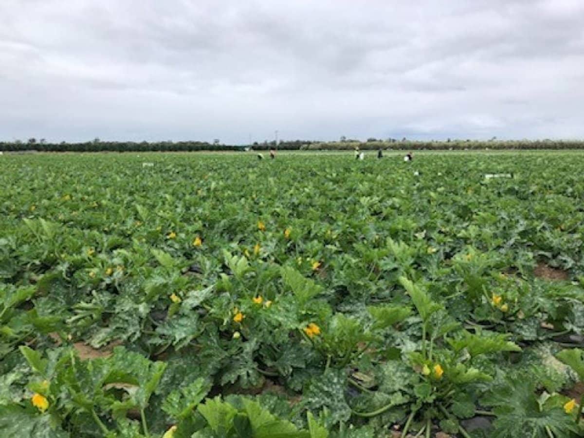 190 Riverview Road, Calavos - Thumbnail 4