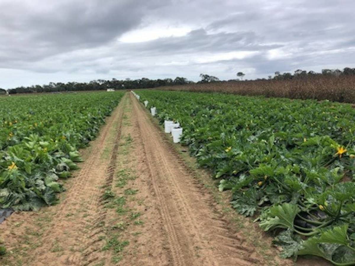 190 Riverview Road, Calavos - Thumbnail 5