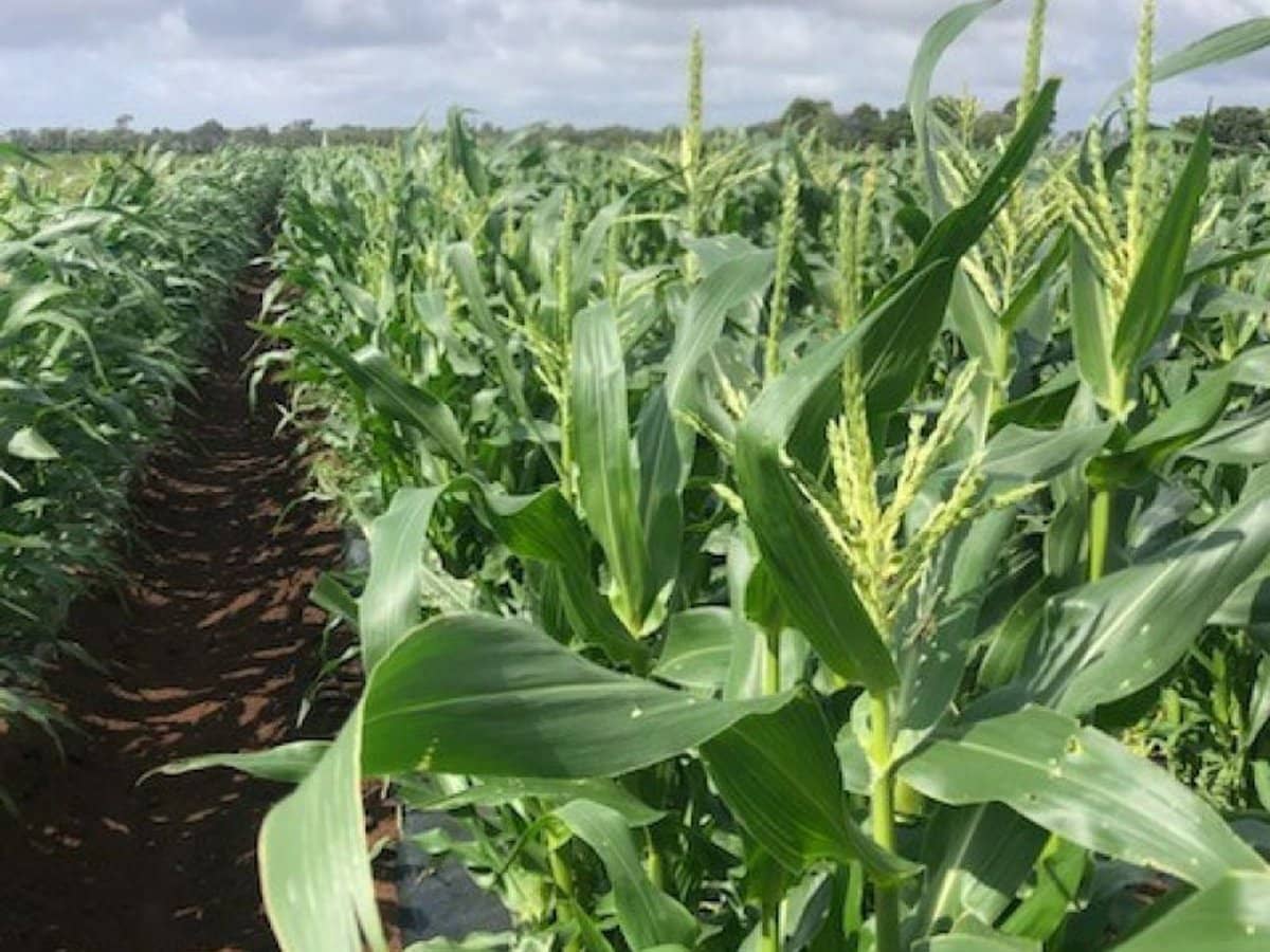 190 Riverview Road, Calavos - Thumbnail 6