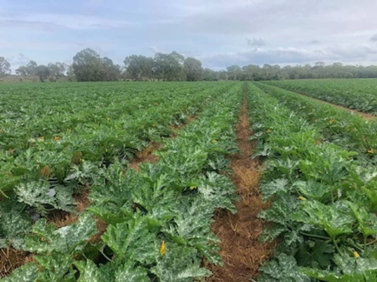 190 Riverview Road, Calavos - Thumbnail 7