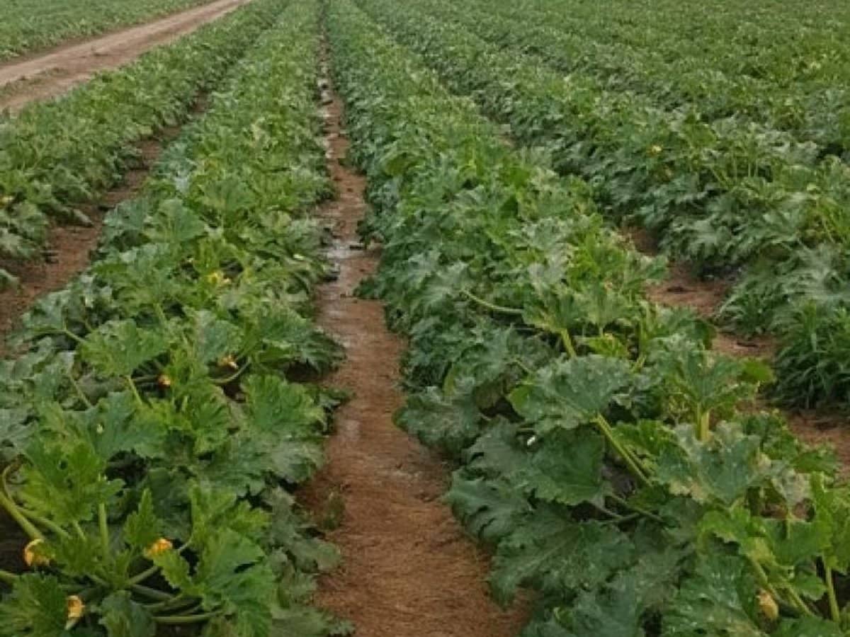 190 Riverview Road, Calavos - Thumbnail 10