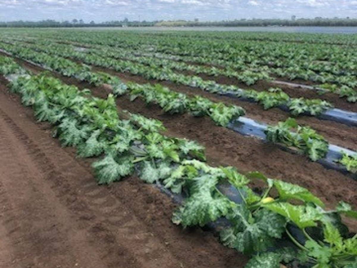 190 Riverview Road, Calavos - Thumbnail 11