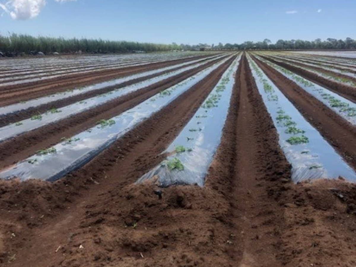 190 Riverview Road, Calavos - Thumbnail 12