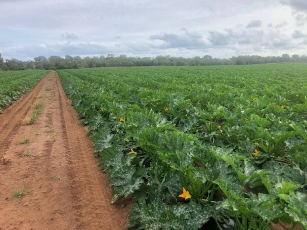 190 Riverview Road, Calavos - Thumbnail 13